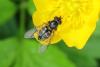 Dasysyrphus pinastri